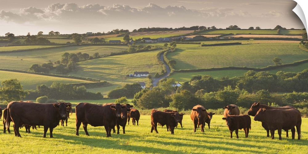 North Devon Red Ruby cattle herd grazing in the rolling countryside, Black Dog, Devon, England. Summer (July)