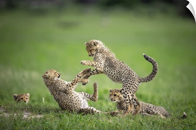 Cheetah Cubs Playing, Okavango Delta, Botswana
