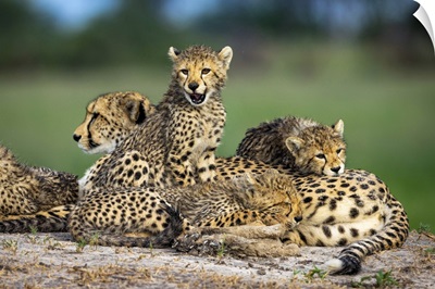 Cheetah Family, Okavango Delta, Botswana