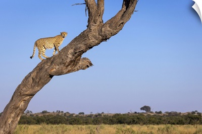 Cheetah In Tree, Savuti, Chobe National Park, Botswana