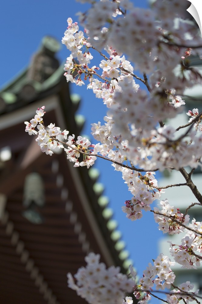 Cherry blossom at Tocho-ji Temple, Fukuoka, Kyushu, Japan.
