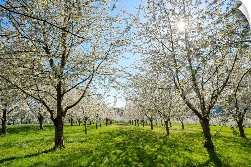 Germany, Baden-Wurttemberg, Schliengen. Cherry blossoms in the Eggenertal valley near the village of Niedereggenen in earl...