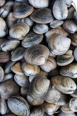 Chile, Los Lagos Region, Puerto Montt, Angelmo harbor market, clams