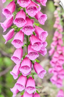 Chile, Patagonia, Torres del Paine National Park Foxglove's flowers