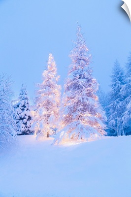 Christmas Tree Covered In Snow During A Snowfall At The Colle Vareno, Italy