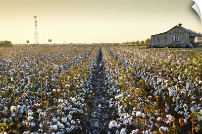 Clarksdale, Mississippi, Cotton Field, Delta