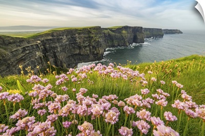 Cliffs of Moher with flowers on the foreground, Munster, County Clare, Ireland
