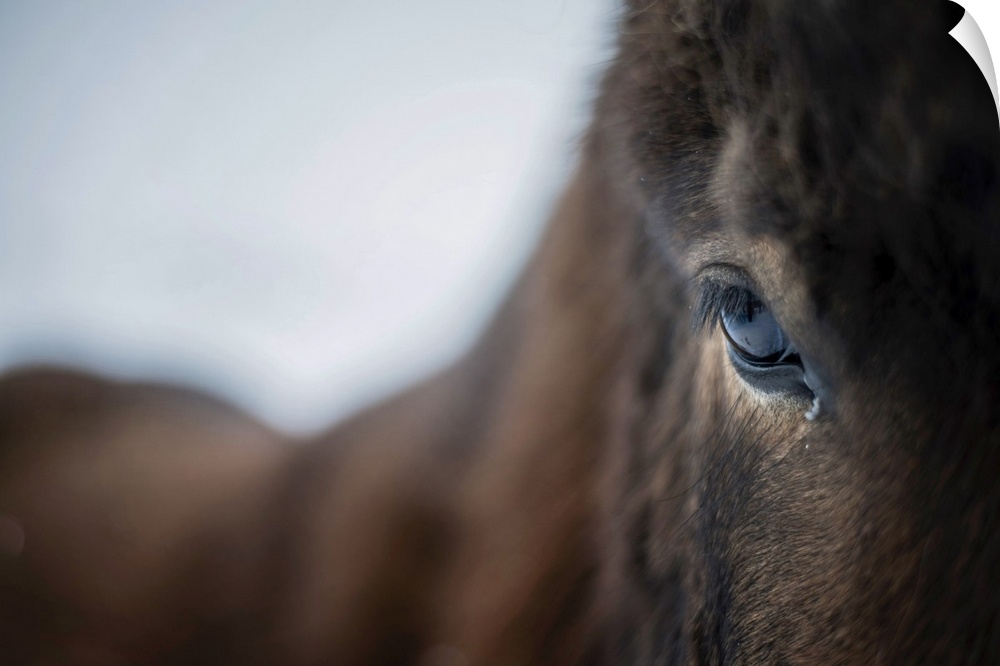 Close up of a horse, Iceland