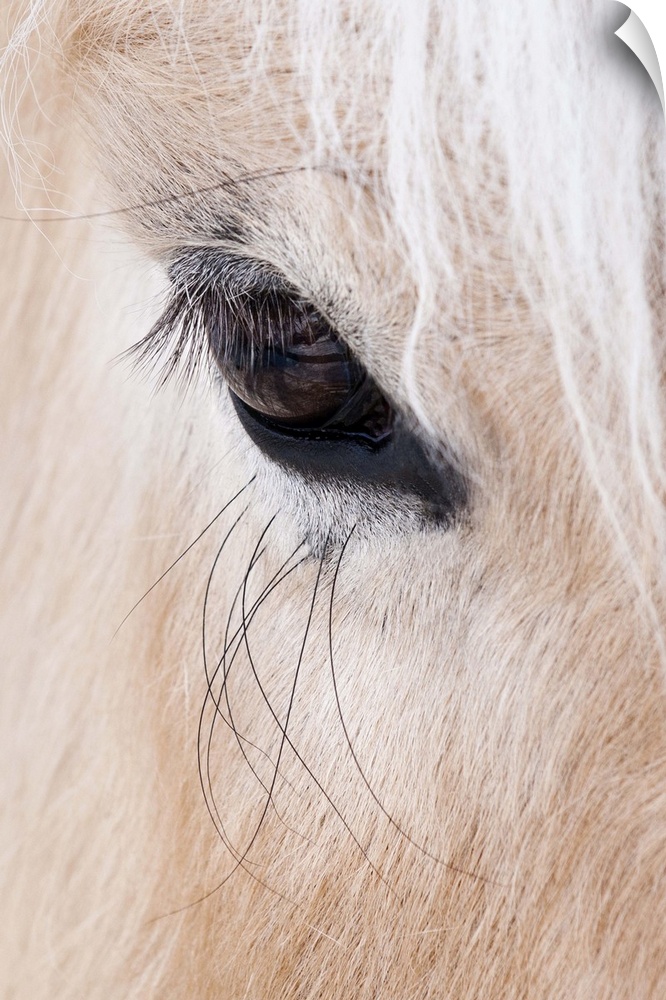 Close-up of a horse...s eye, Lapland, Finland