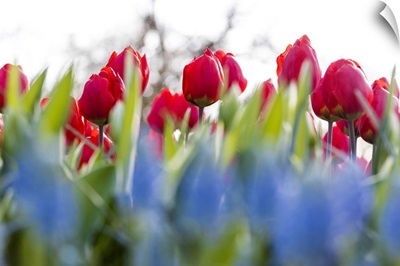 Close up of red tulips in bloom at the Keukenhof Botanical garden