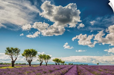 Cloudscape Over Lavender Field, Provence, France