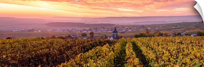 Colorful sunrise over the vineyards of Ville Dommange, Champagne Ardenne, France