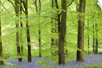 Common Bluebells flowering in a beech wood, West Woods, Wiltshire, England