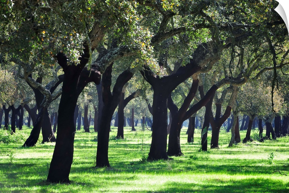 Cork trees in Alentejo. Portugal