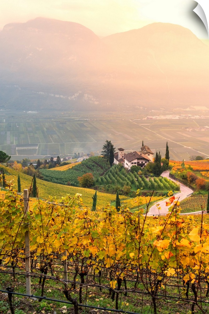 Cortaccia On The Wine Route-Europe, Italy, Trentino Alto Adige, South Tyrol, Cortaccia, Bolzano Province.