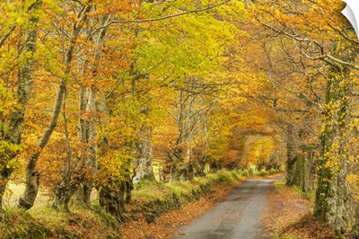 Country Lane In Autumn, Glen Lyon, Perth & Kinross, Scotland