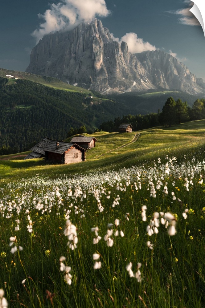 Daunei, Selva Val Gardena, Gardena Valley, South Tyrol, Dolomites, Italy, Europe. Flowering meadows in front of the Sassol...