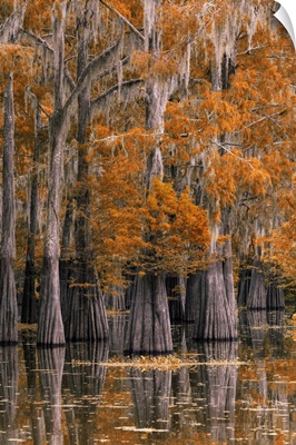 Deep South, Louisiana, St. Martin Parish, Lake Martin, Cypress Tree In Autumn