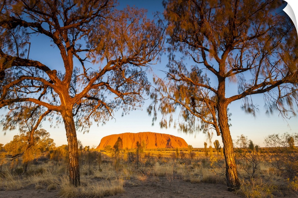 Desert Oak frame the rock at Uluru. Uluru-Kata Tjuta National Park, Central Australia, Northern Territory, Australia