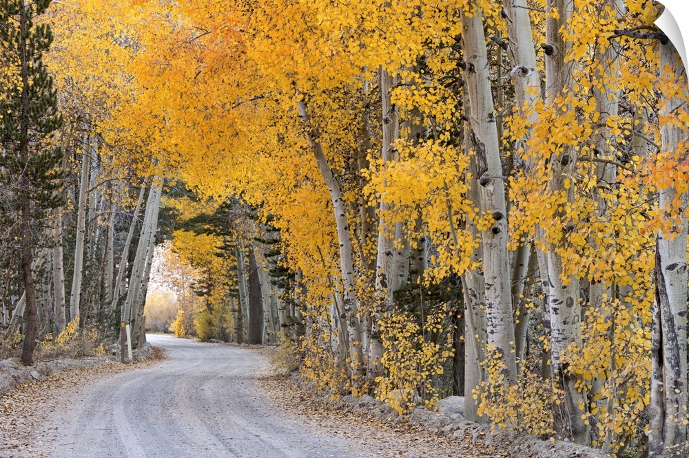 Dirt road winding through a tree tunnel, Bishop, California, USA. Autumn (October)