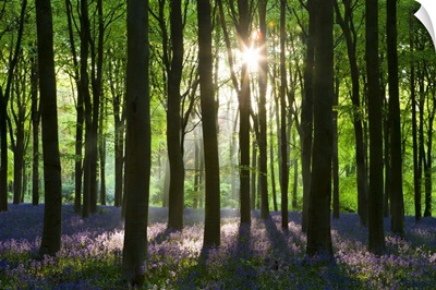 Early morning sunlight in West Woods bluebell woodland, Wiltshire, England