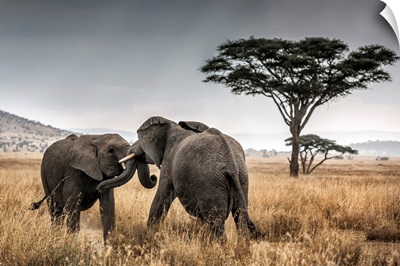 Elephant bulls fighting in the Serengeti National Park, Tanzania, Africa