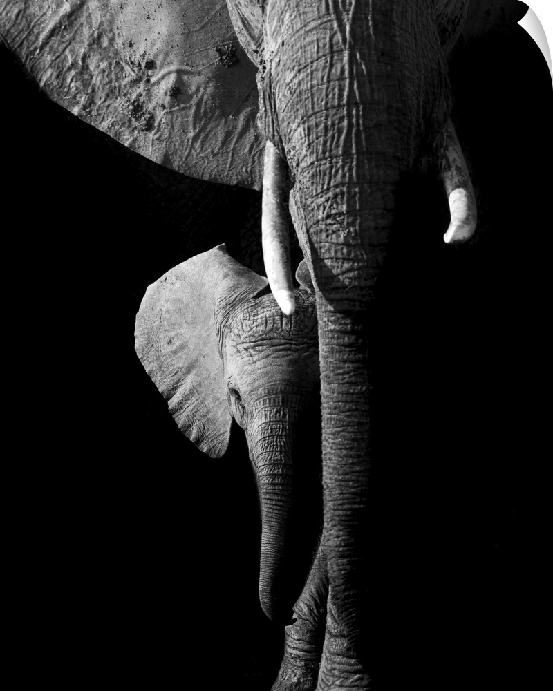 Elephant, Hwange National Park, Zimbabwe.