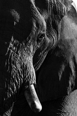 Elephant Portrait, Okavango Delta, Botswana