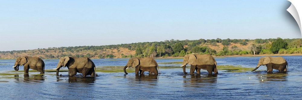 Elephants walking through Chobe River, Chobe National Park,  near the town of Kasane, Botswana, Southern , Africa,