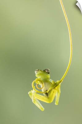 Emerald Glass Frog, Centrolene Prosoblepon, Male Climbing Vine, Costa Rica