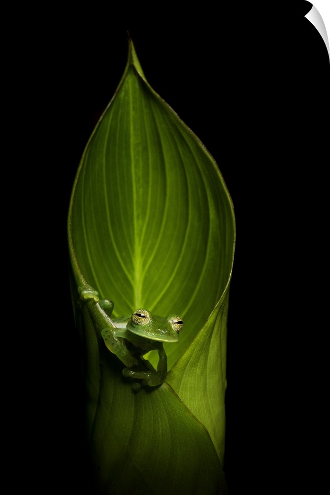 Emerald Glass Frog (Centrolene prosoblepon), mid elevation cloud forest, Bajos del Toro, Costa Rica. Central & South Ameri...