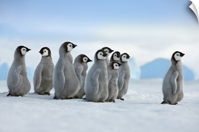 Emperor Penguin Chicks In Procession, Antarctica, Antarctic Peninsula, Snowhill Island