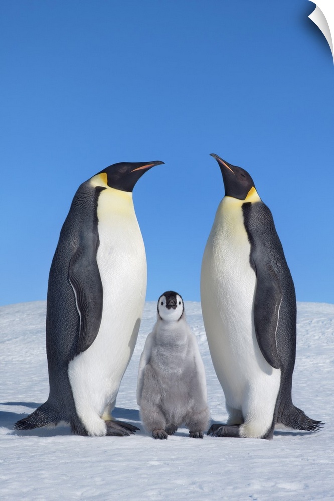 Emperor penguin parents with chick. Antarctica, Antarctic Peninsula, Snowhill Island. Antarctica, Antarctica.