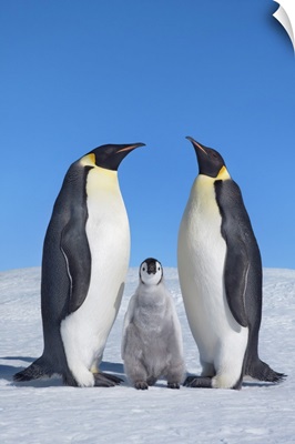Emperor Penguin Parents With Chick, Antarctica, Antarctic Peninsula, Snowhill Island
