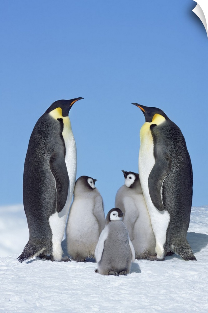 Emperor penguin parents with chicks. Antarctica, Antarctic Peninsula, Snowhill Island. Antarctica, Antarctica.