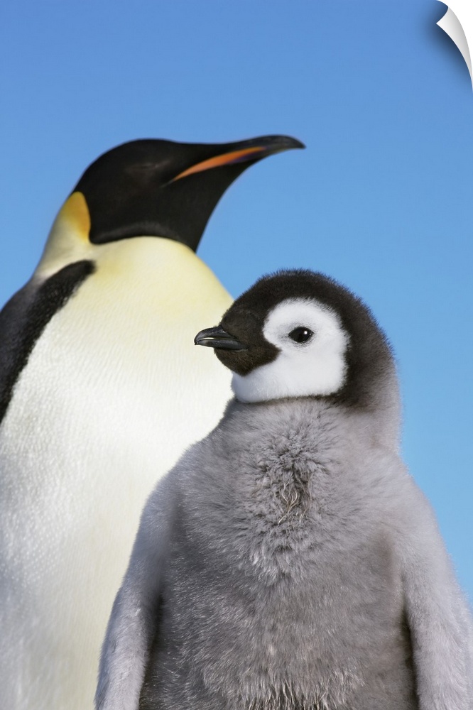 Emperor penguin with chicks. Antarctica, Antarctic Peninsula, Snowhill Island. Antarctica, Antarctica.