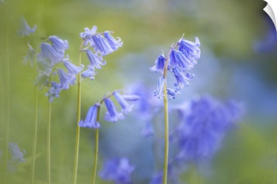 English Bluebells In Woodchester Park, Nympsfield, Gloucestershire, England