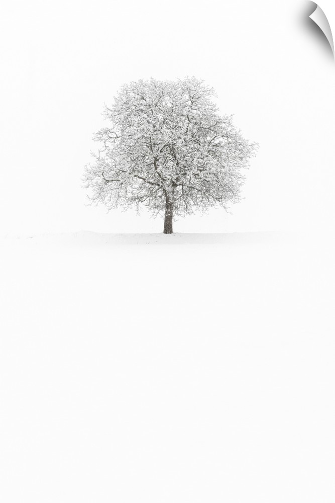 Europe, Italy, Trentino Alto Adige, Non valley. Snow covered tree after a heavy snowfall.