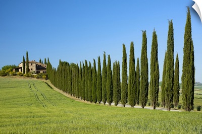 Europe, Italy, Tuscany, Florence, Montepulciano, Farmhouse And Cypress Alley