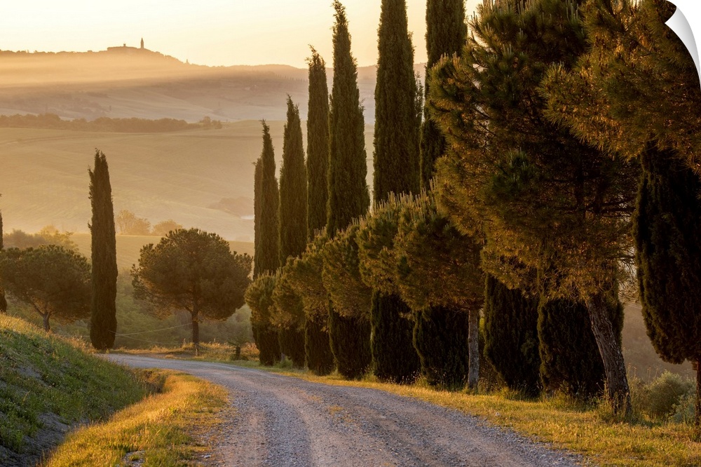 Europe, Italy, Tuscany, Toscana,San Quirico d'Orcia, cypress alley with view to Pienza