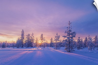 Europe, Lapland, Finland, Sunset On The Woods In Rovaniemi Area