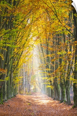 European Beech forest in autumn, Limburg, Vlaanderen, Belgium