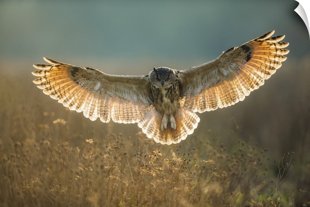 European Eagle Owl (Bubo bubo) (Captive). Gloucestershire, Western Europe, England.