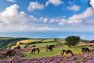 Exmoor Ponies grazing on heather covered moorland, Exmoor, Somerset, England