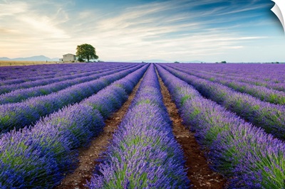 Farmhouse And Tree In Field Of Lavender, Provence, France