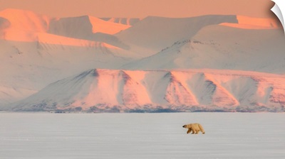 Female Polar Bear In Billefjorden, In Front Of The Ghost Town Of Pyramiden, Norway