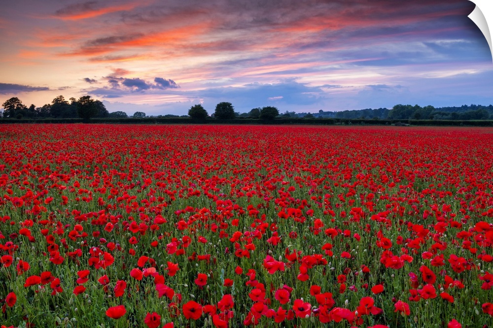 Field of English Poppies at Sunset, Norwich, Norfolk, England