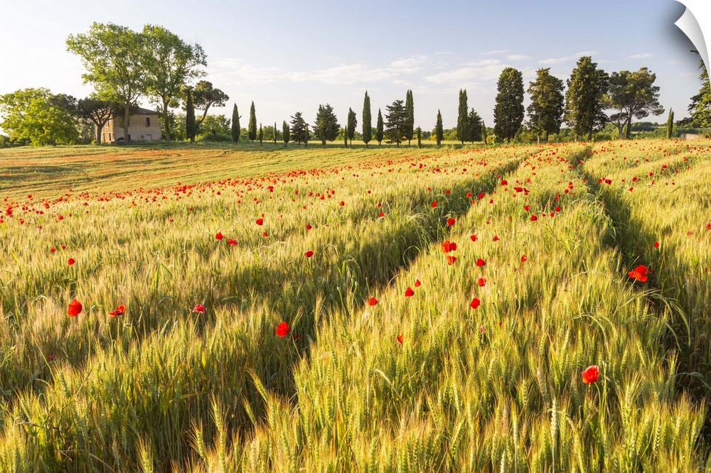 Field of poppies and old abandoned farmhouse, Tuscany, Italy.