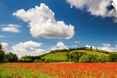 Field Of Poppies, Near San Giovanni d'Asso, Tuscany, Italy