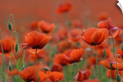 Field Of Red Poppy In The Thuringian Rhoen, Dreilaendereck- Hessen, Thuringia, Germany